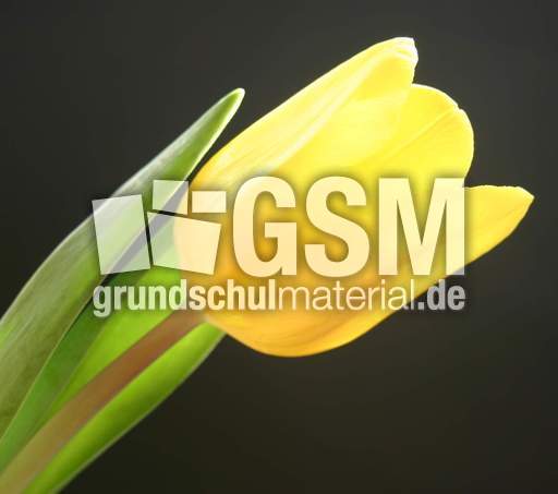 gelbe-Tulpe.jpg